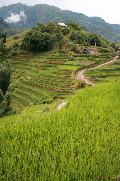 VietNam 20080728 150  